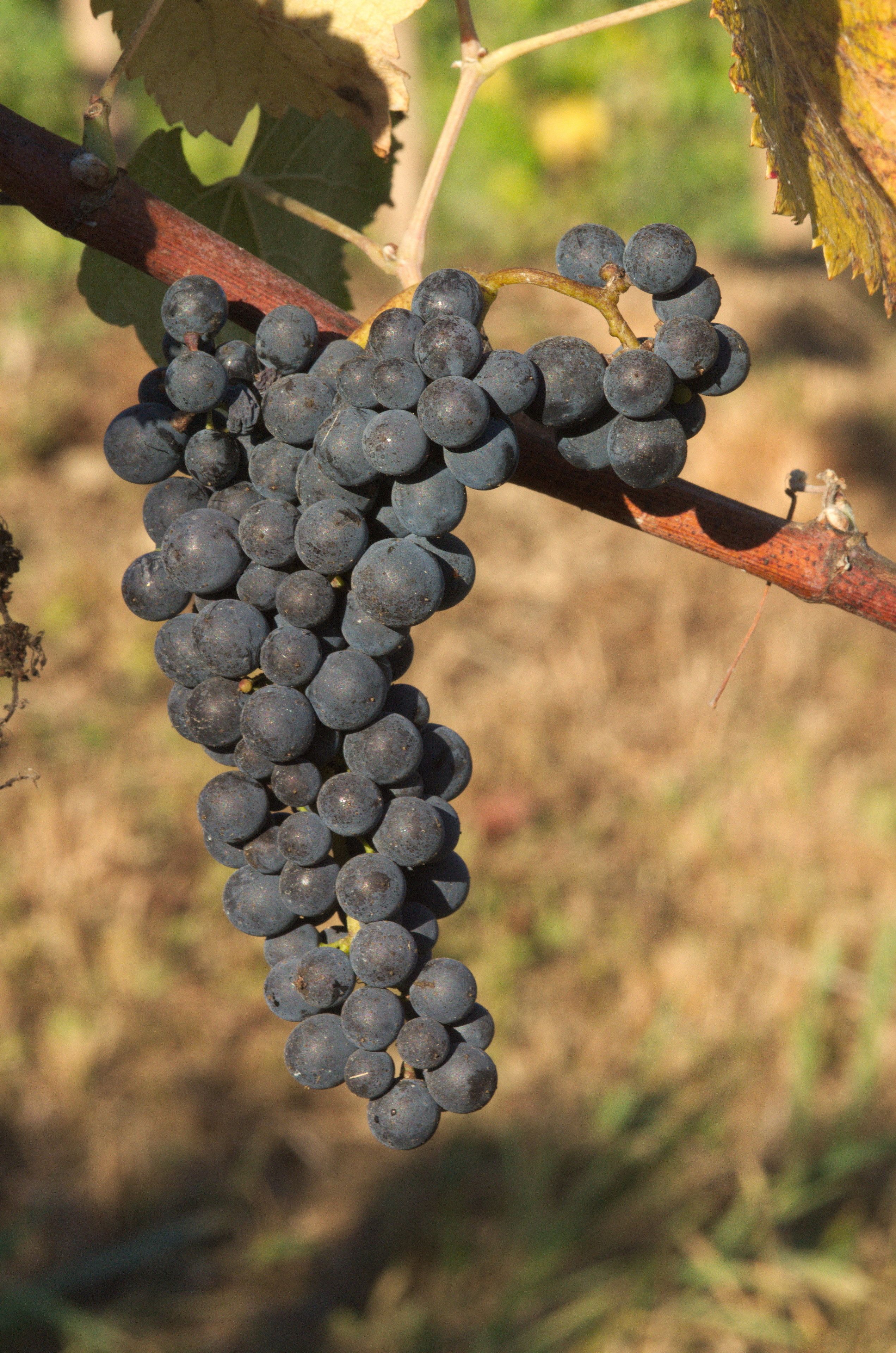 A bunch of dark grapes hanging from a vine.