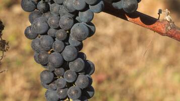 A bunch of dark grapes hanging from a vine.