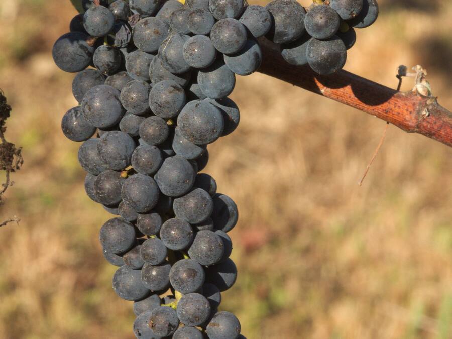 A bunch of dark grapes hanging from a vine.