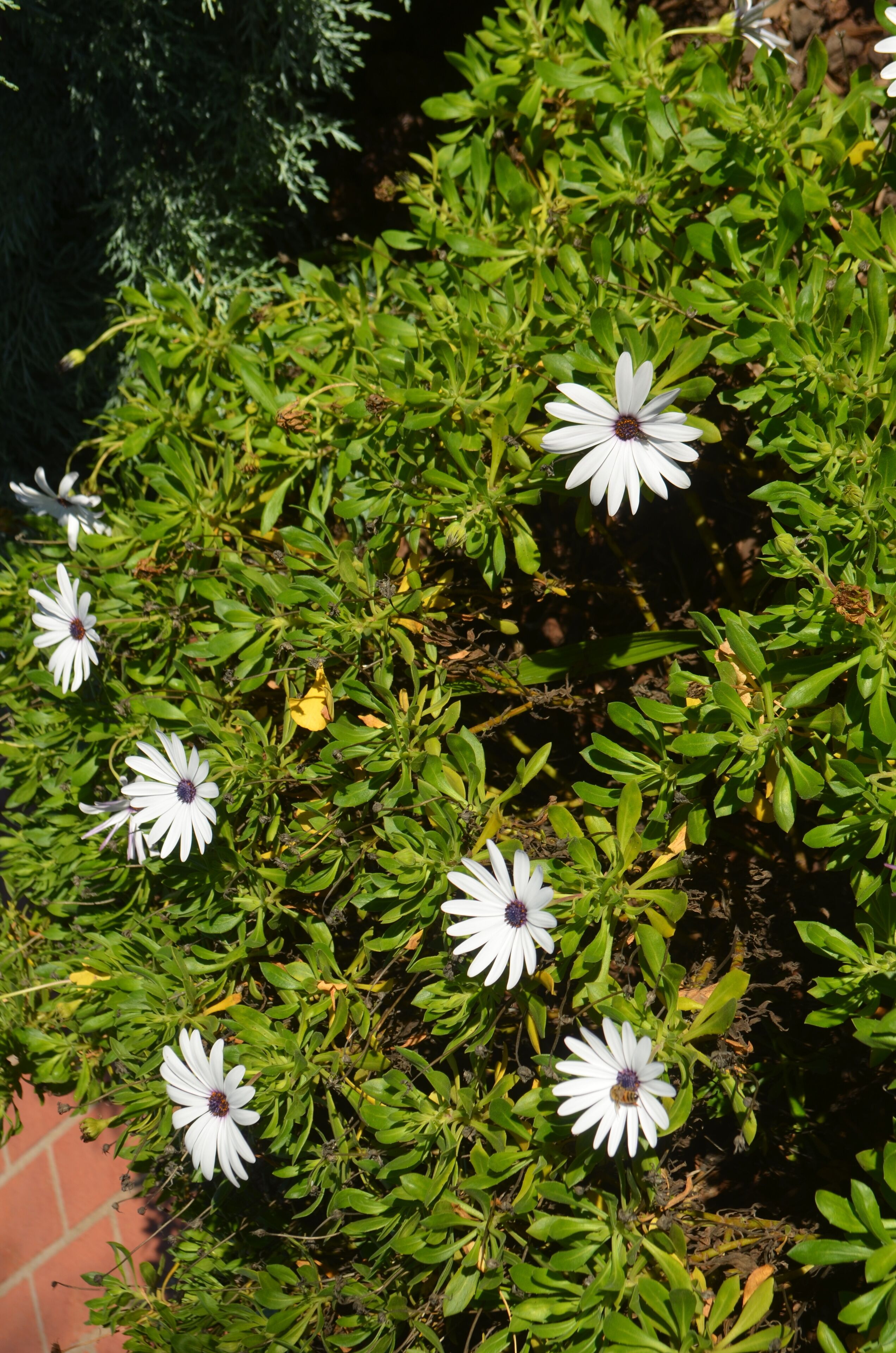 Un jardín con flores blancas y follaje verde.
