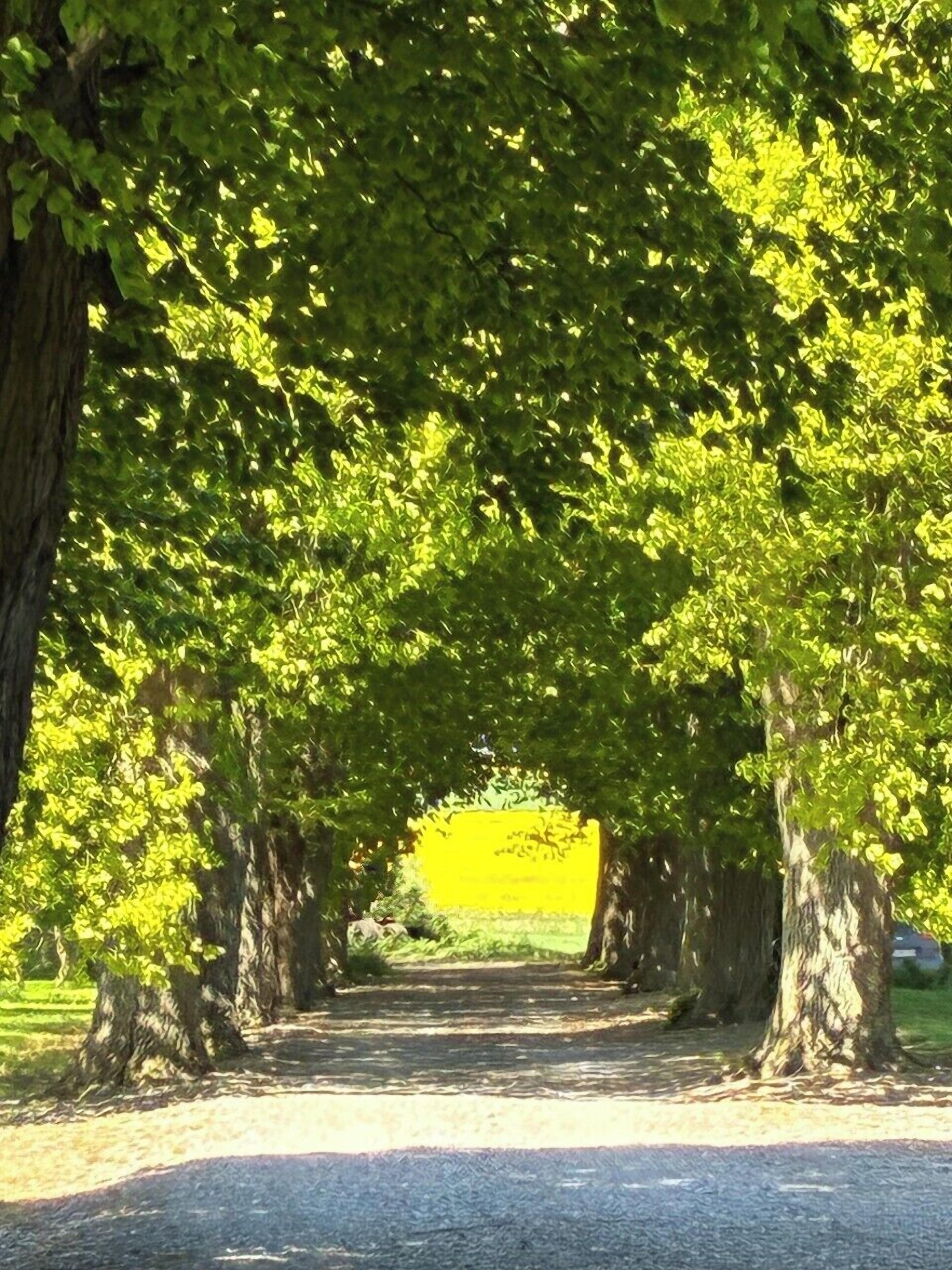 Ein von Bäumen gesäumter Weg, der zu einem leuchtend gelben Bereich führt.