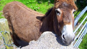 A donkey standing behind a wooden fence with a grassy area in the background. - Valley Lodge (Kilcoman)