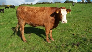 A cow standing in a grassy field with a clear sky. - Valley Lodge (Kilcoman)