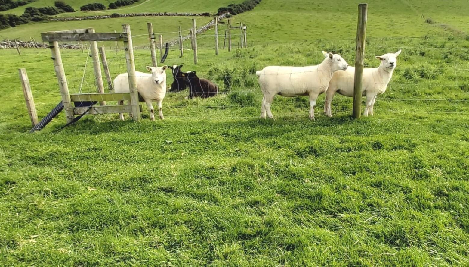 A grassy field with a wooden fence and a gate.