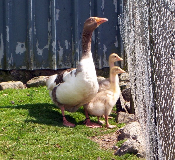 A duck and two ducklings standing on grass near a metal fence.