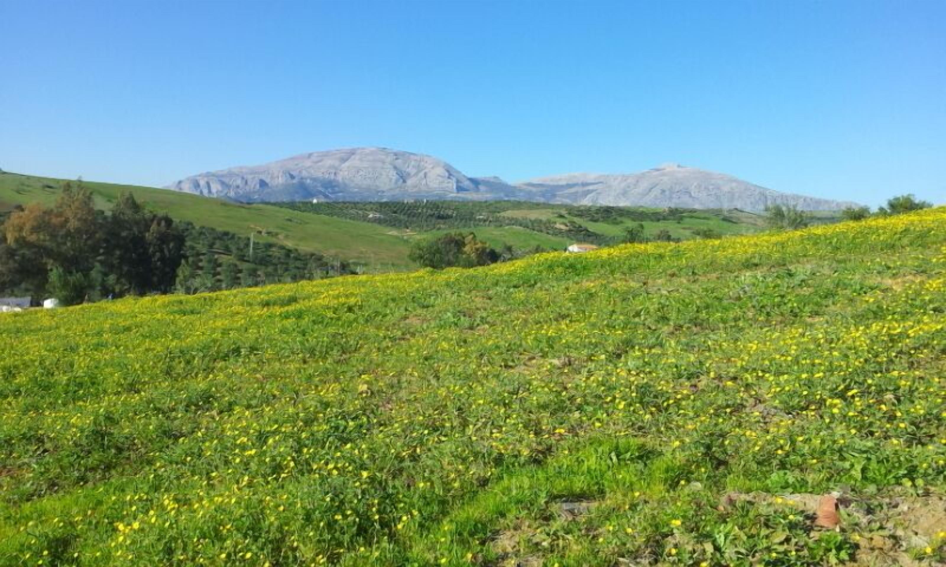 Foto - Dos Alamos B&B