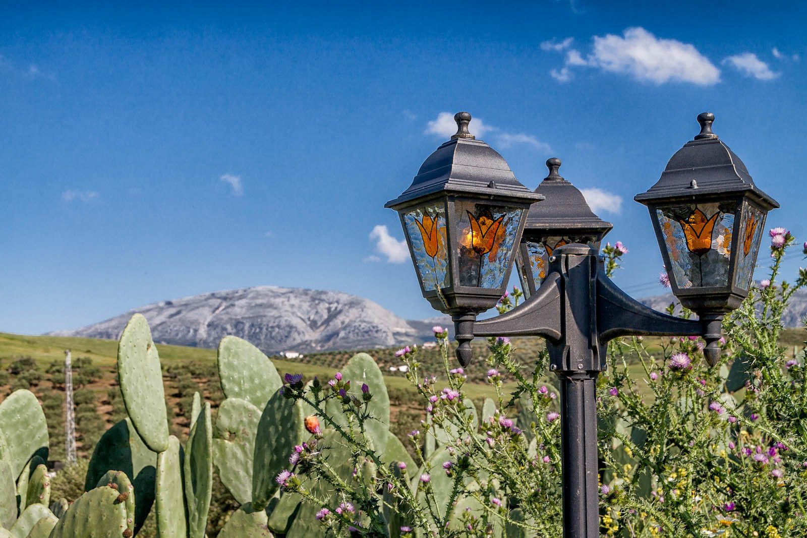 Foto - Dos Alamos B&B