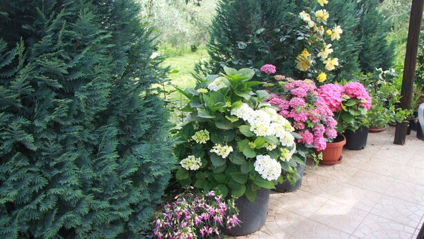 A garden with various potted plants and trees, including coniferous and flowering plants. - B&B La Terrazza Di Frascati (Monte Porzio Catone)