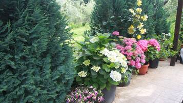 Een tuin met verschillende planten in potten en bomen, waaronder altijdgroene en bloeiende soorten.