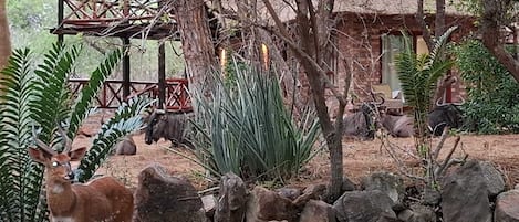 Un espace extérieur rustique agrémenté d’une structure au toit de chaume, d’un jardin de rochers et d’une statue de cerf.
