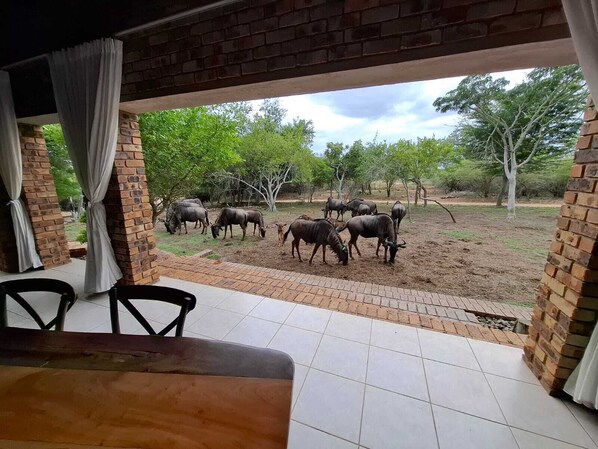 Un espace extérieur abrité, doté de murs en briques et d’un sol carrelé, qui offre une vue sur un paysage naturel avec des arbres et des animaux qui paissent.