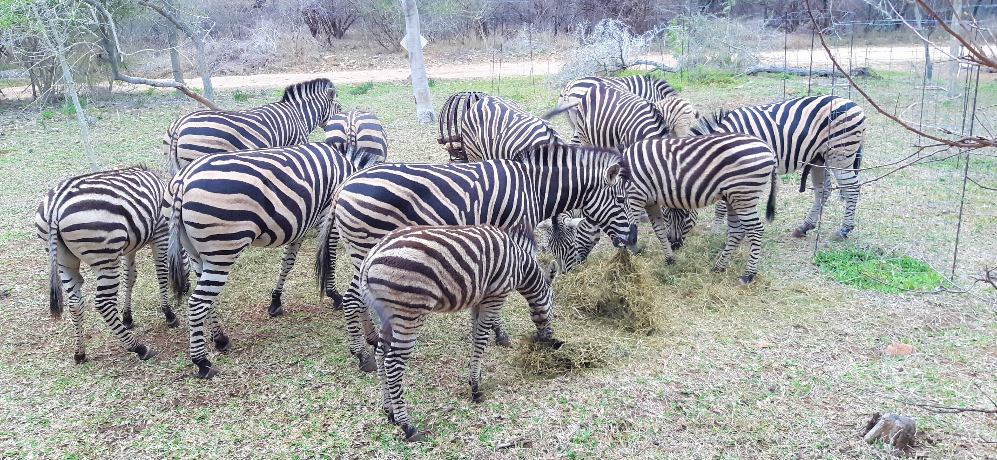 A group of zebras grazing in a fenced area with sparse grass and trees in the background.