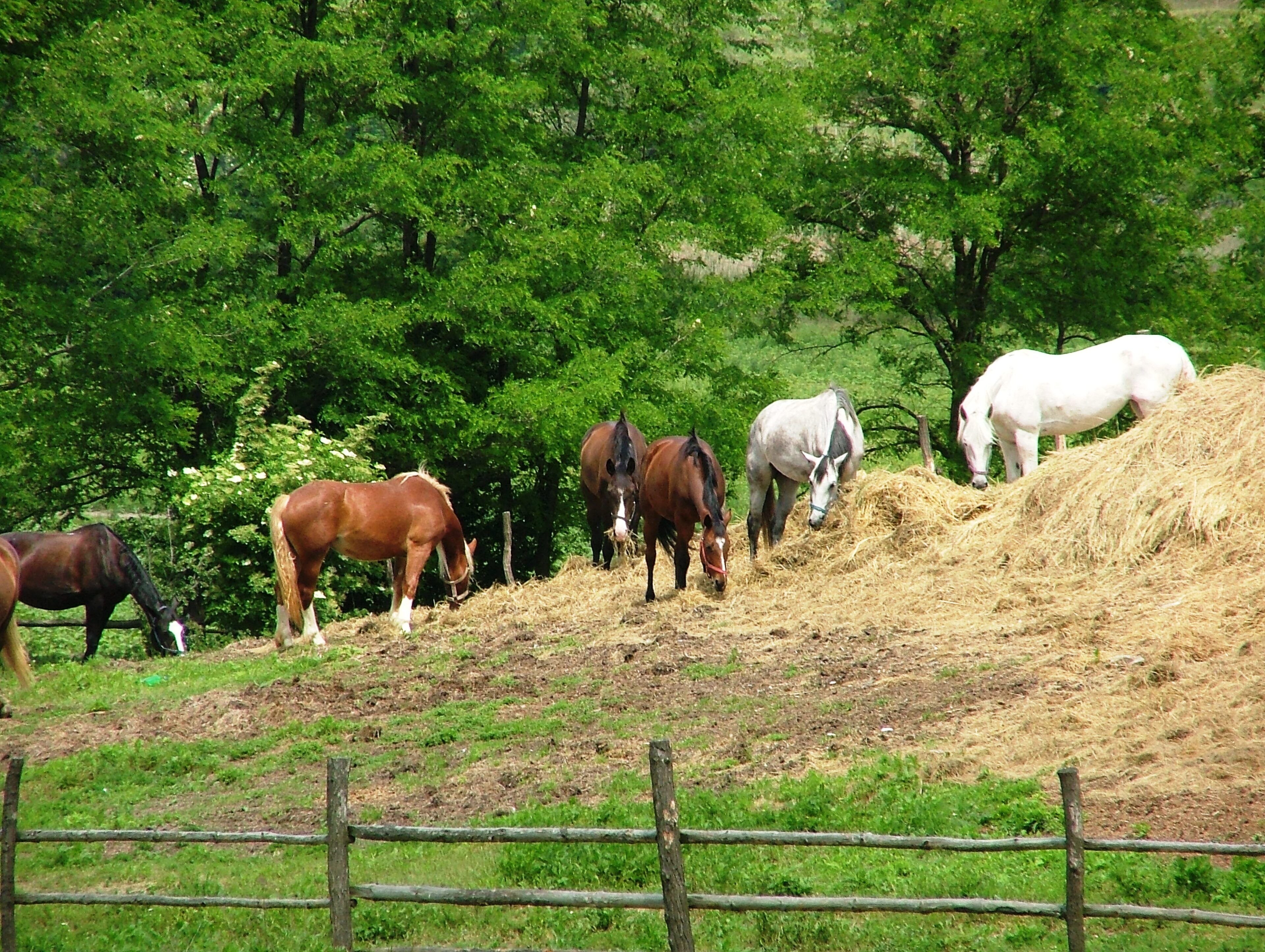 Foto - Spa & Pool Apartments Prestige VILLA IVICA