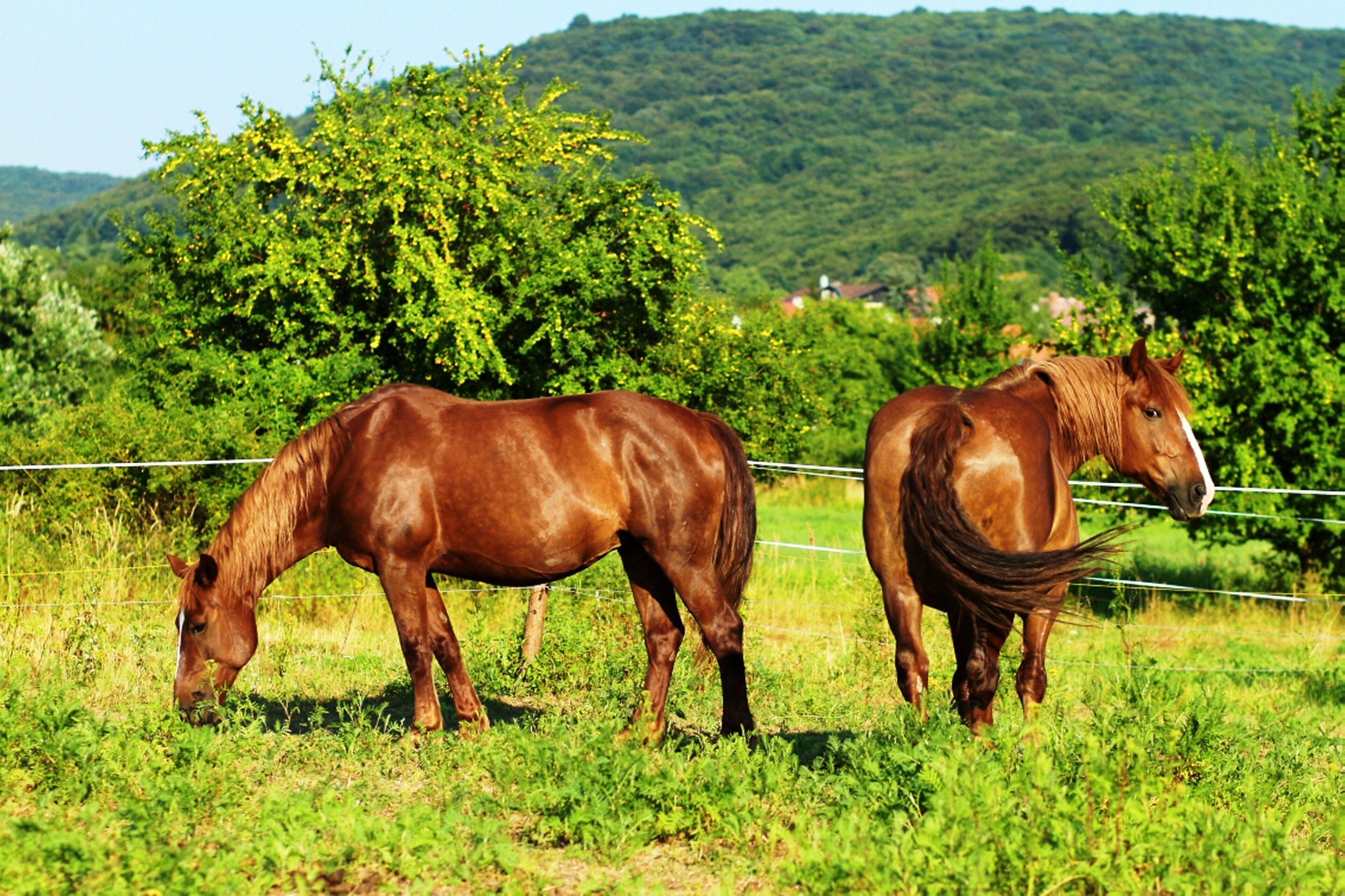 Foto - Spa & Pool Apartments Prestige VILLA IVICA