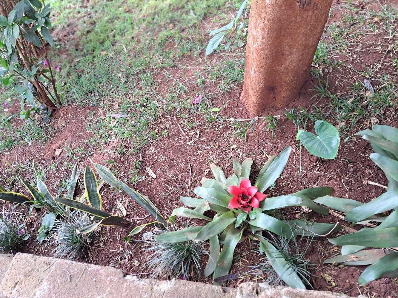 A garden with a variety of plants, including a prominent red flower, a tree trunk, and a stone border.