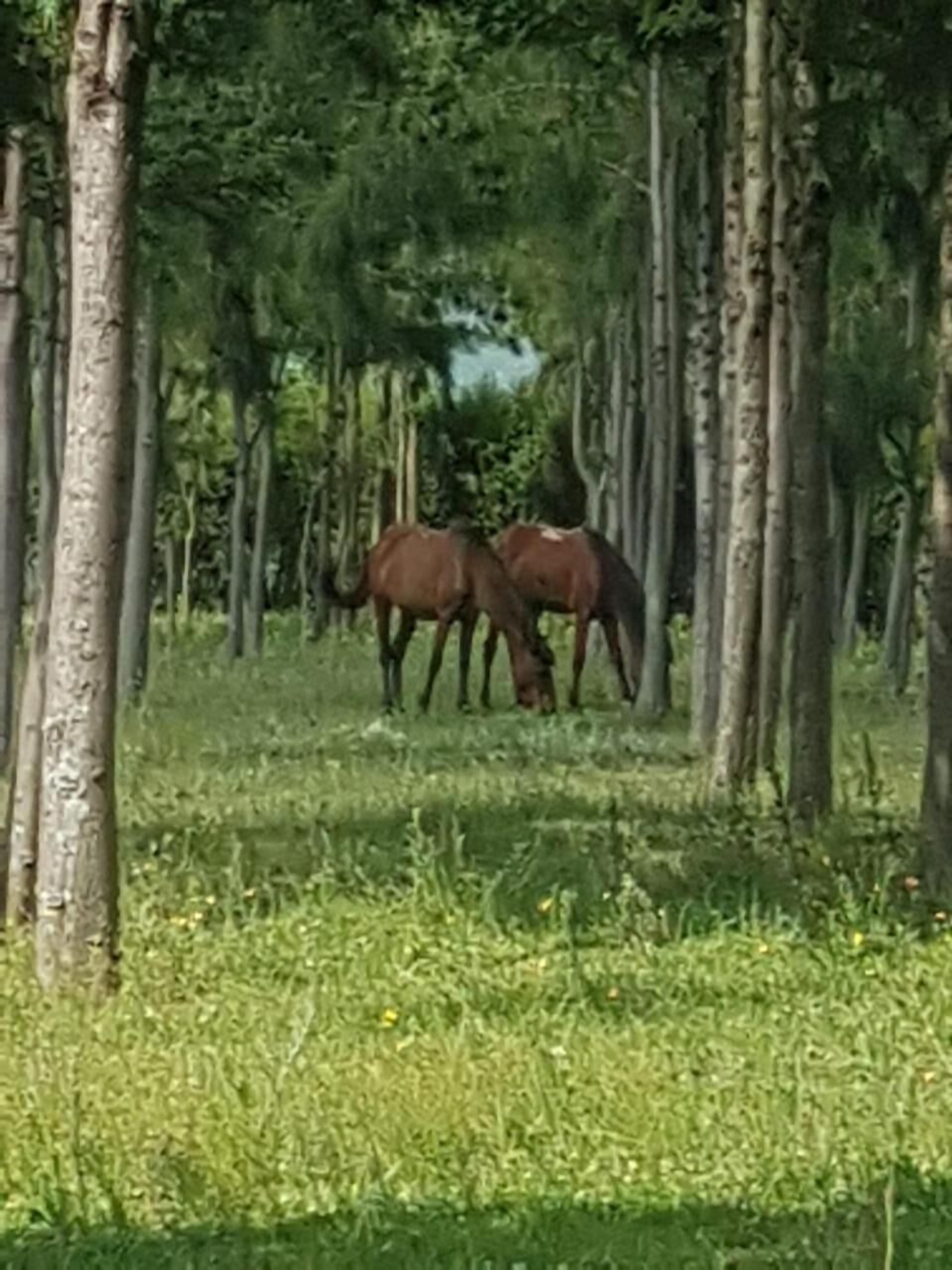 Kaksi hevosta laiduntaa metsäisellä alueella, jossa on korkeita puita.
