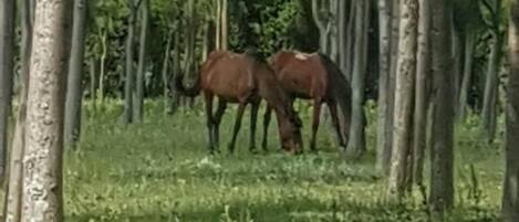 Two horses grazing in a forested area with tall trees.