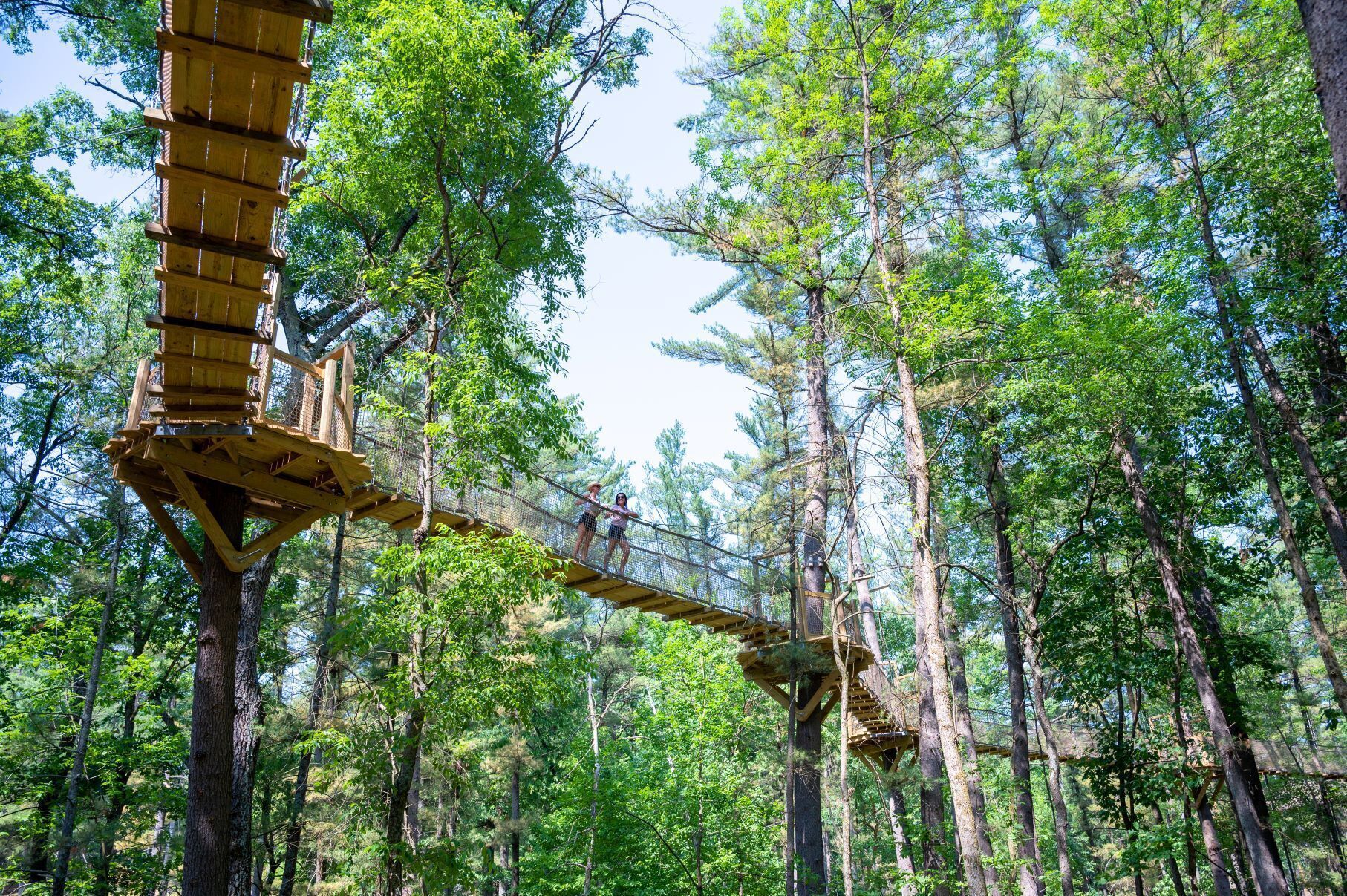A suspension bridge in a forest.