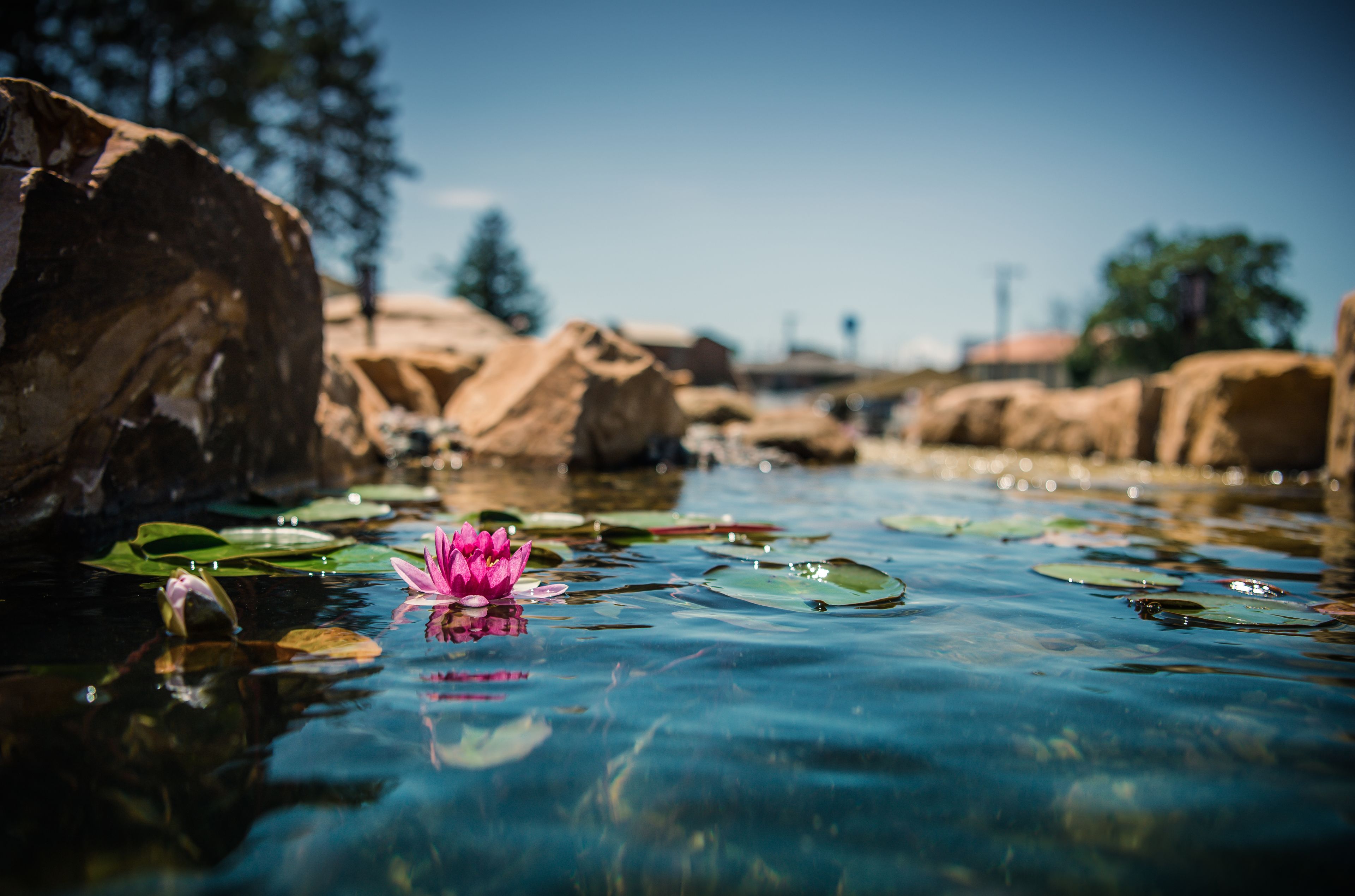 Masa de agua clara con una sola flor de loto rosada y lirios.