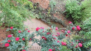 Un jardín con diversas plantas y un pequeño muro de ladrillo.