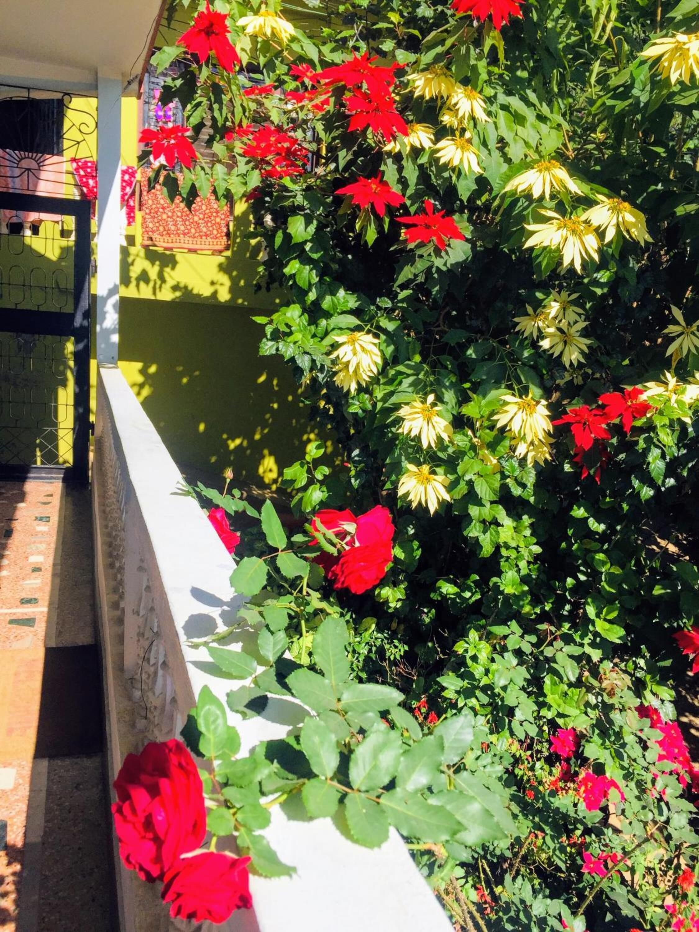 A garden with red and yellow flowers, a white wall, and a brick pathway.
