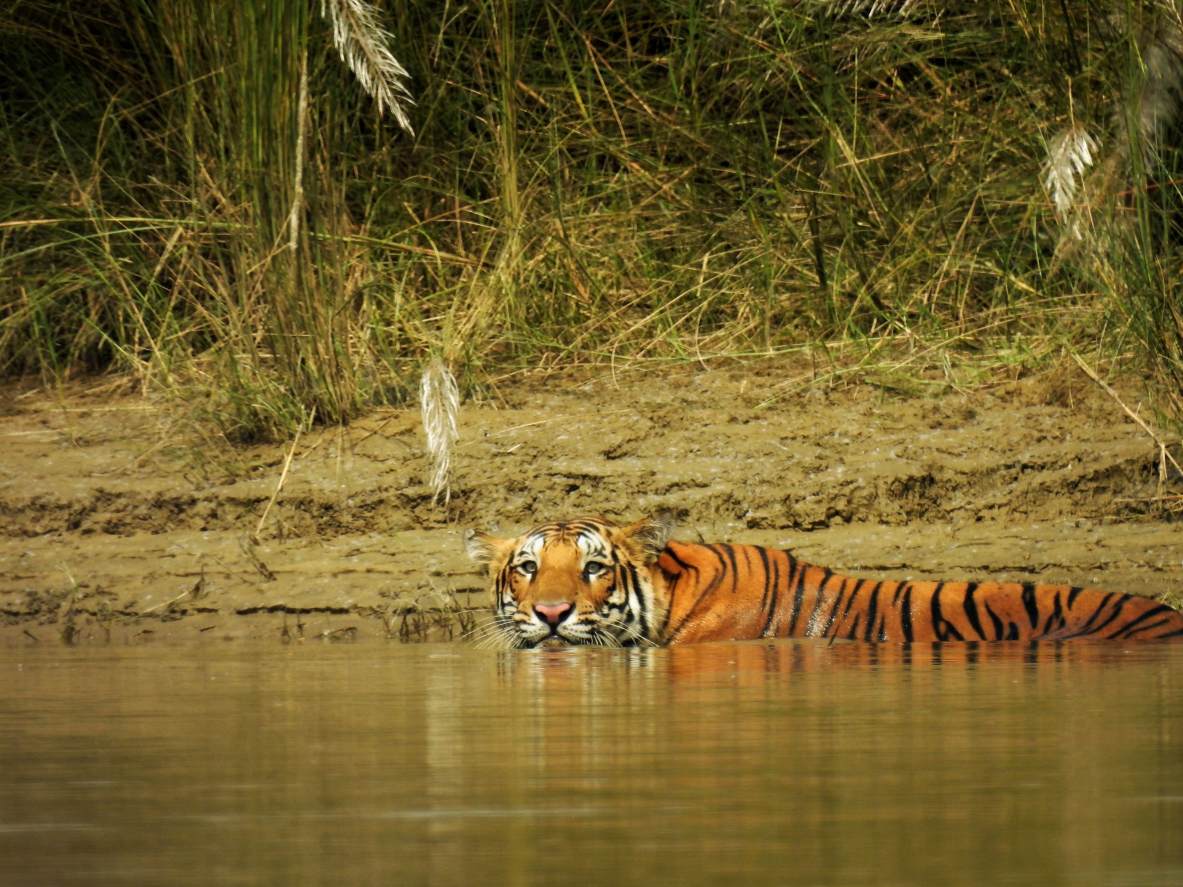 Un tigre parcialmente sumergido en agua, con una orilla cubierta de hierba al fondo.