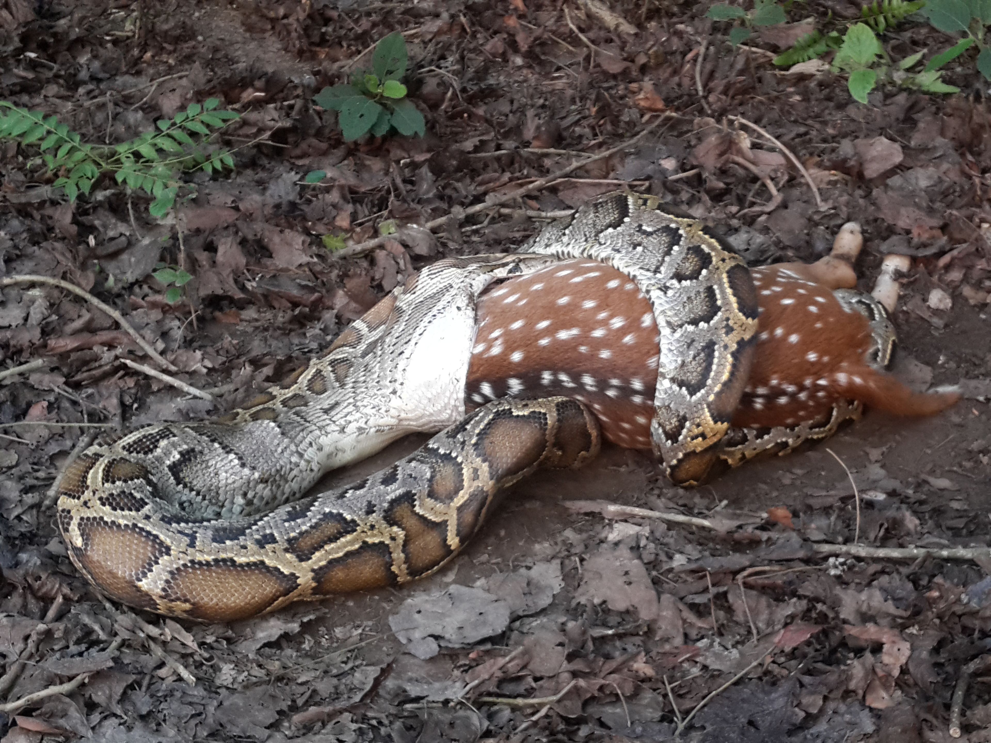 Una serpiente enroscada en el suelo con un ciervo acostado a su lado.