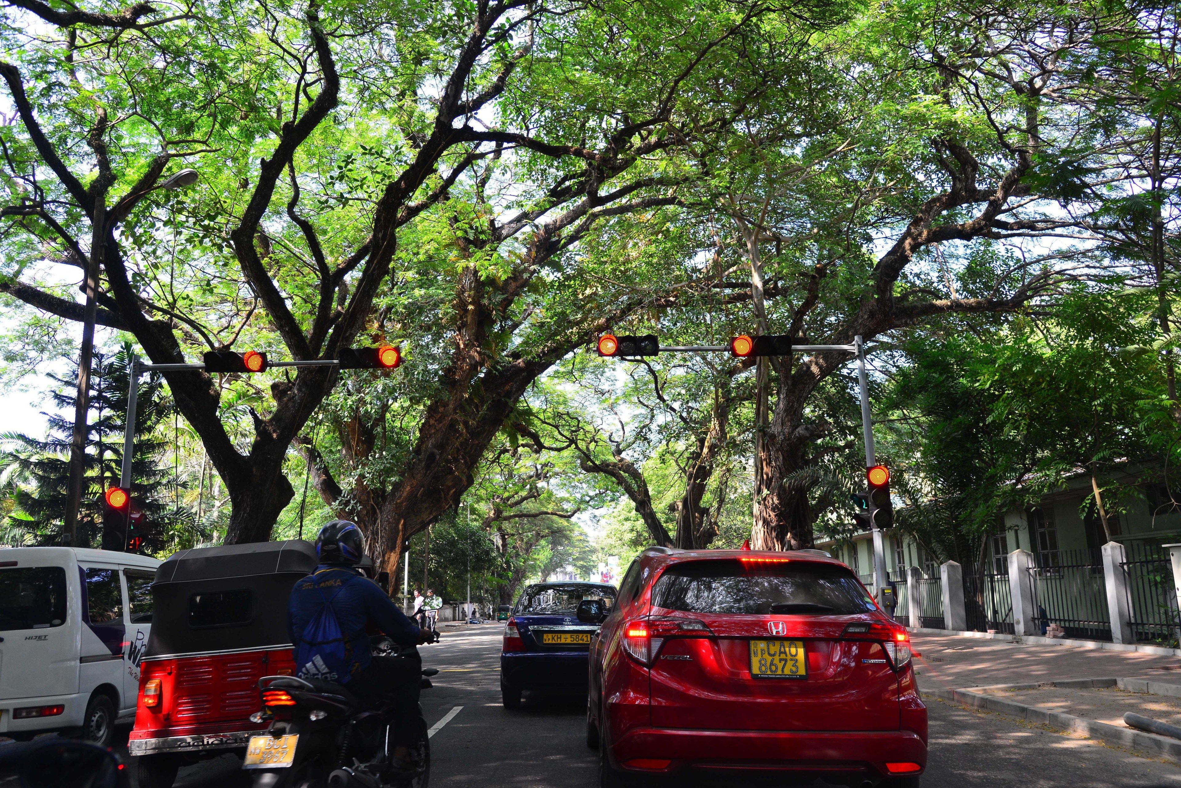 A street lined with trees and traffic lights.