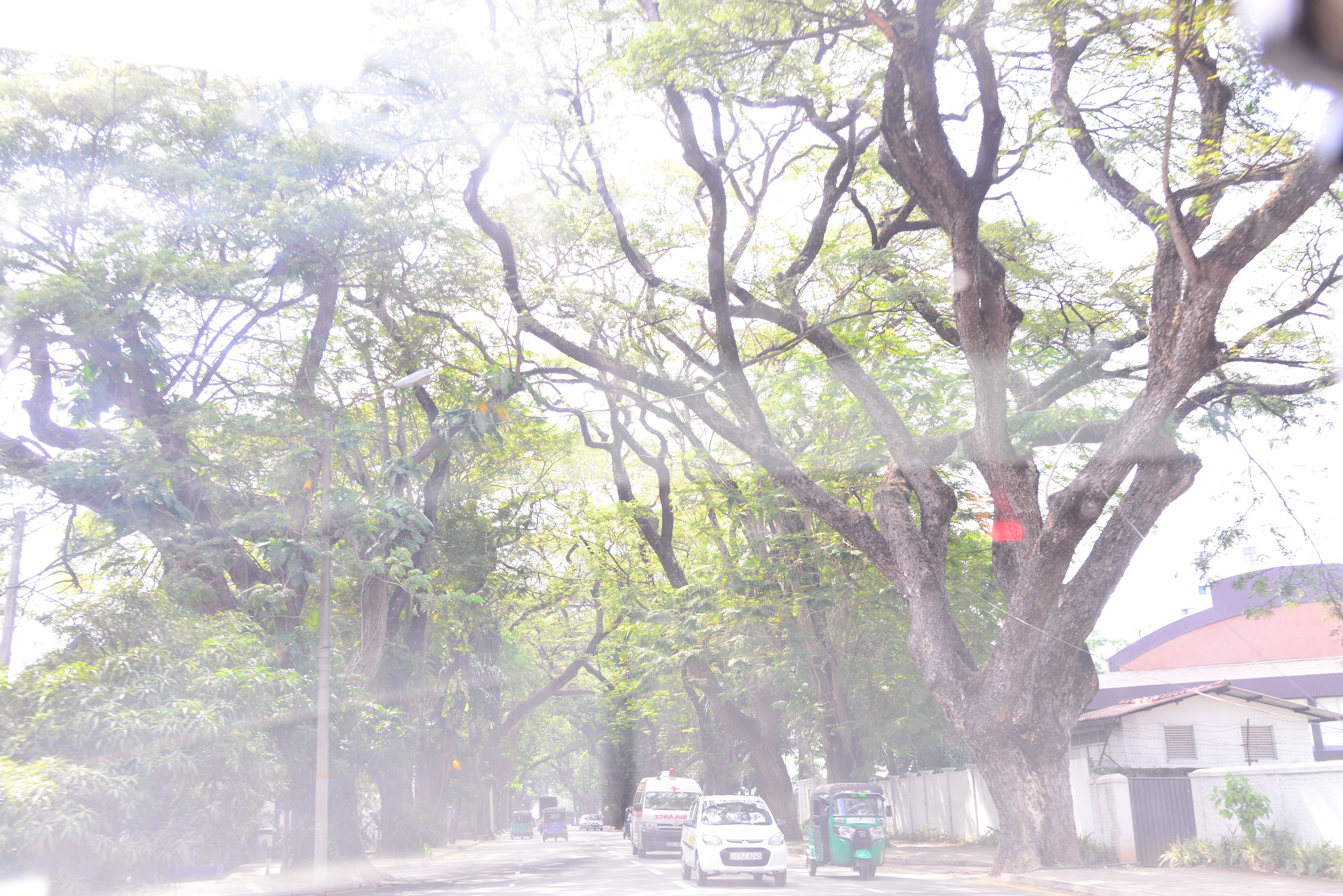 A tree-lined street with vehicles and a building.