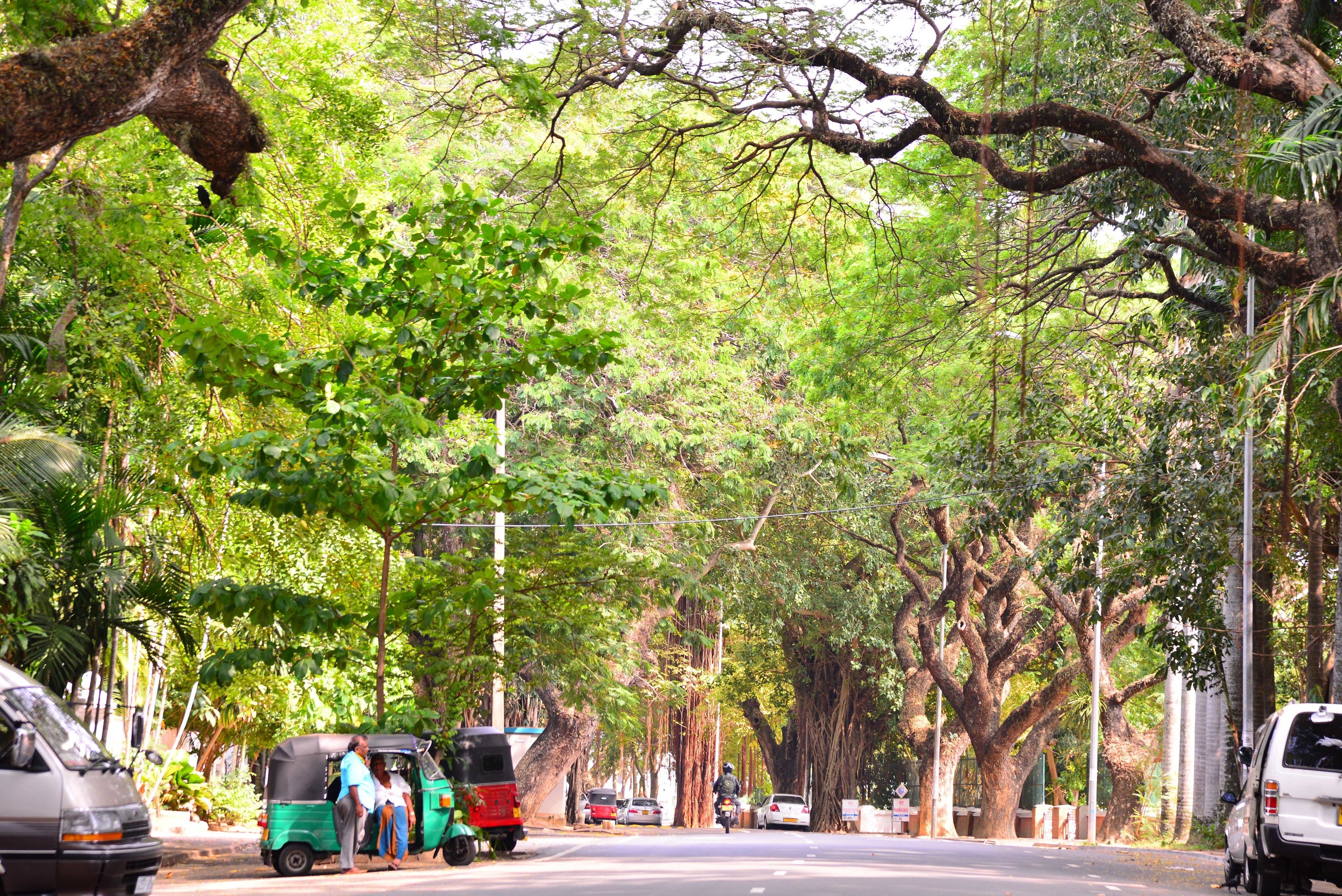 A tree-lined street with parked vehicles and a motorbike.