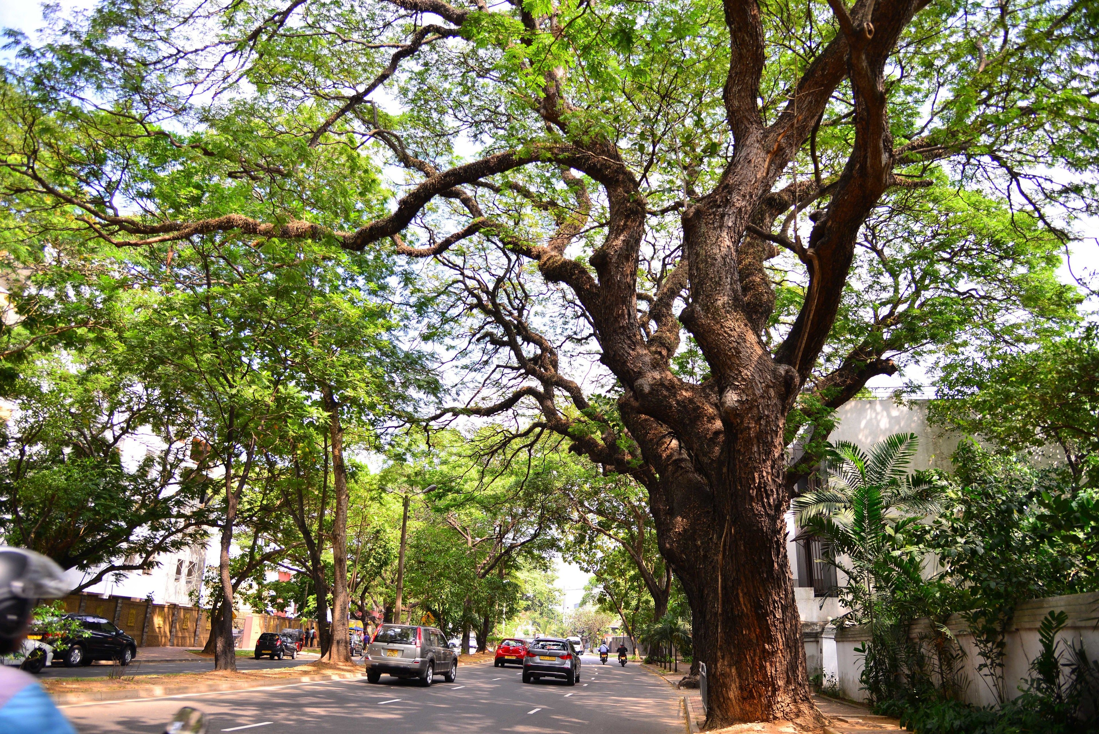 Rua arborizada com carros estacionados e edifícios ao fundo.
