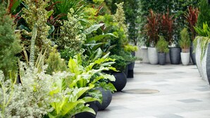 A variety of potted plants arranged in a row on a tiled patio. - Klub Hotel (Bangkok)