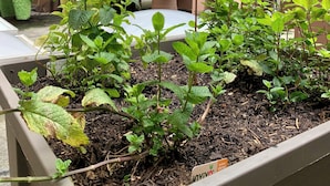 A rooftop garden with various plants, a sign that reads "MENTHE," and a building with multiple windows in the background. - Hôtel Ambassadeur (Cherbourg-en-Cotentin)