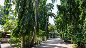 A paved pathway lined with tall trees and a building in the background. - Greenwood Resort (Mtwapa)