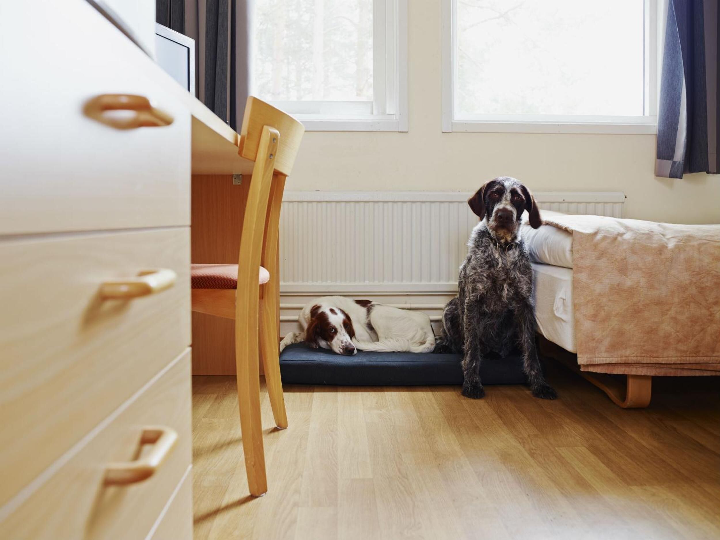 A bedroom with a wooden floor, a bed with a beige blanket, a wooden chair, and a dog lying on the floor.