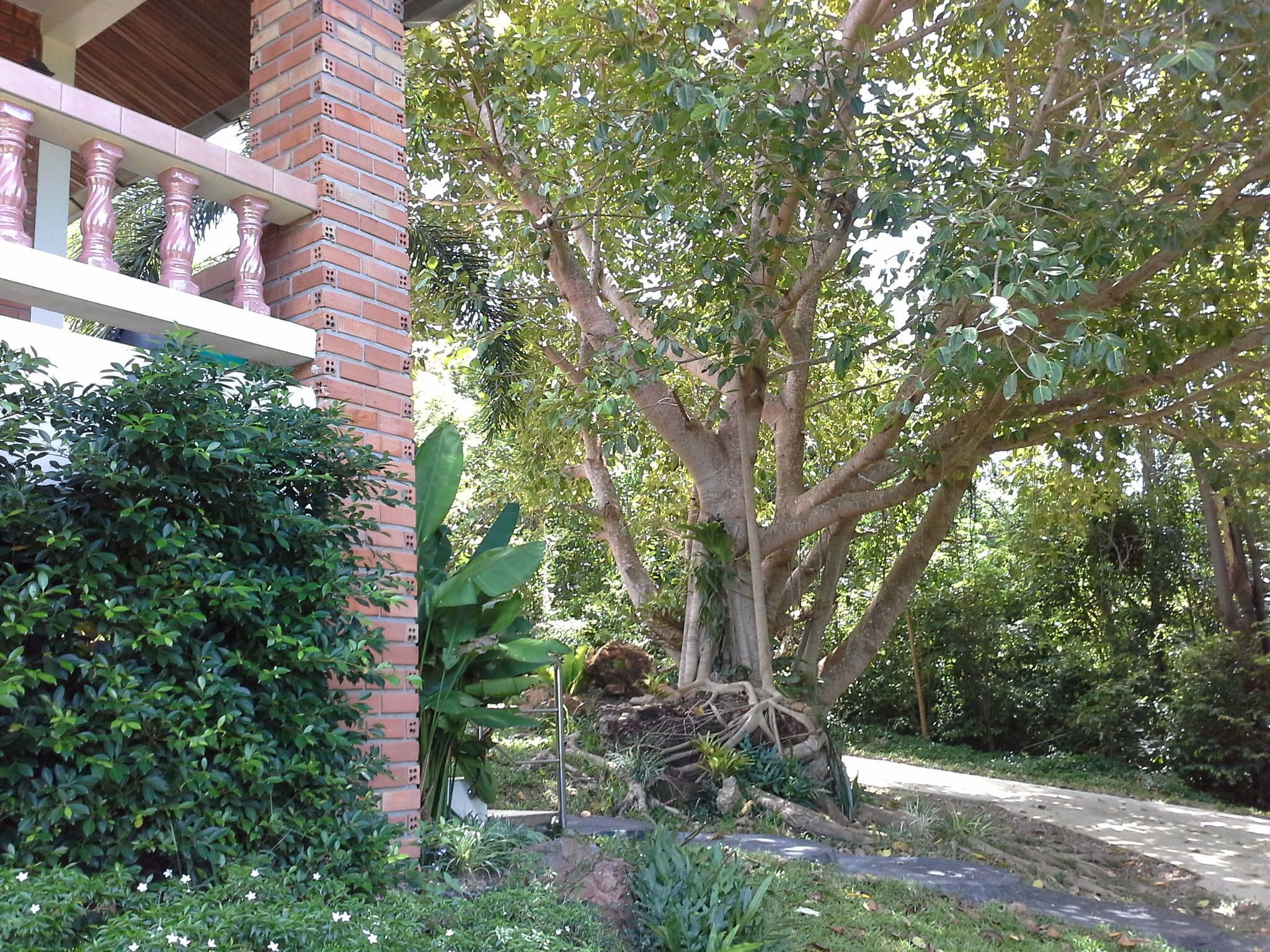 A lush garden with a large tree, a brick wall, and a pathway.