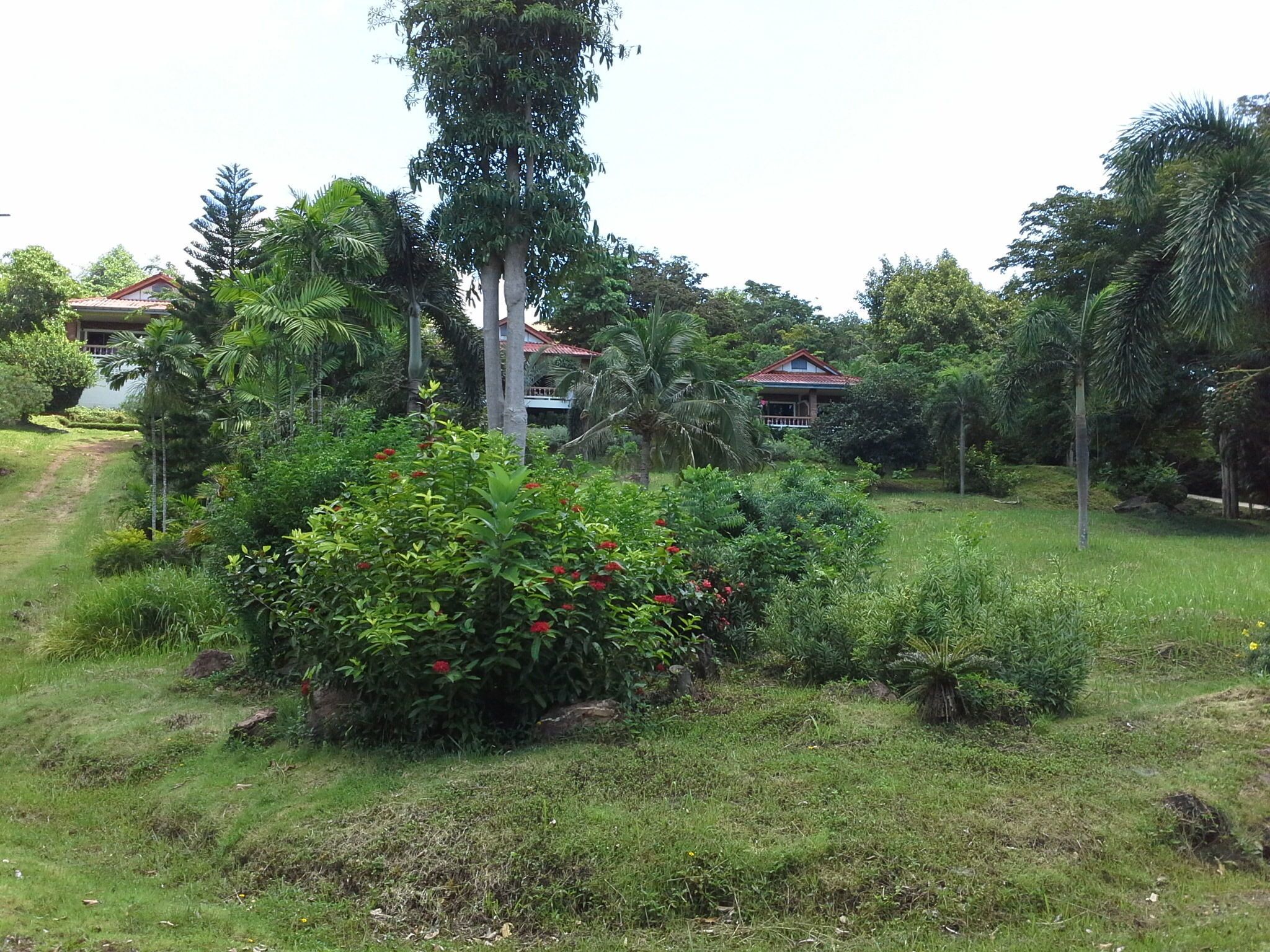 A lush garden with various plants and trees, a pathway leading to a building with a red roof.