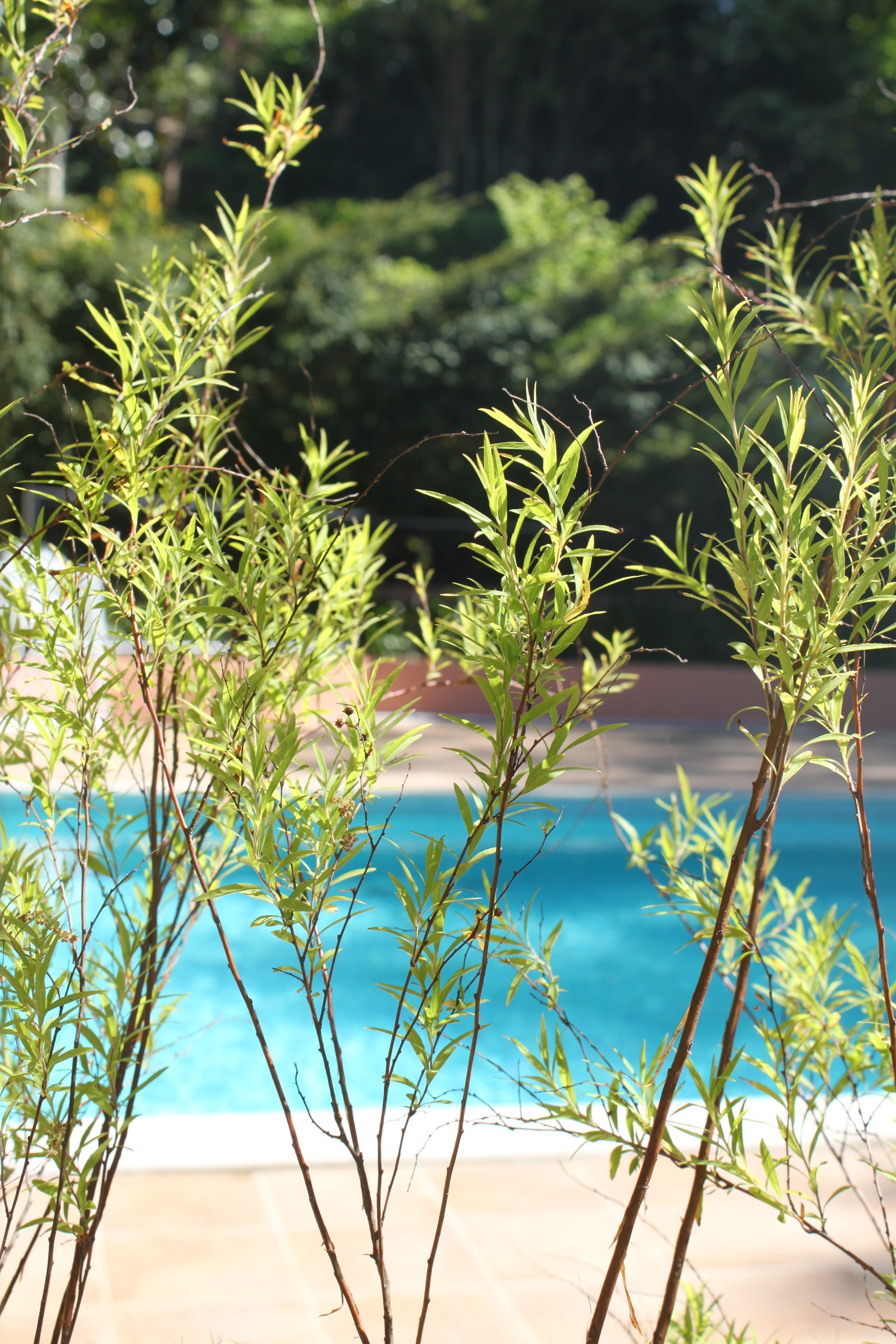 seasonal outdoor pool, pool umbrellas, pool loungers