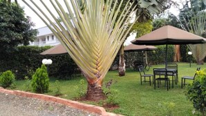 A garden with a palm tree, outdoor seating, and a white building in the background. - Oriental Palace Hotel (Embu)
