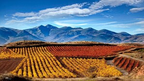 Vinhedo com fileiras de videiras em tons outonais, um caminho de terra e montanhas ao fundo.