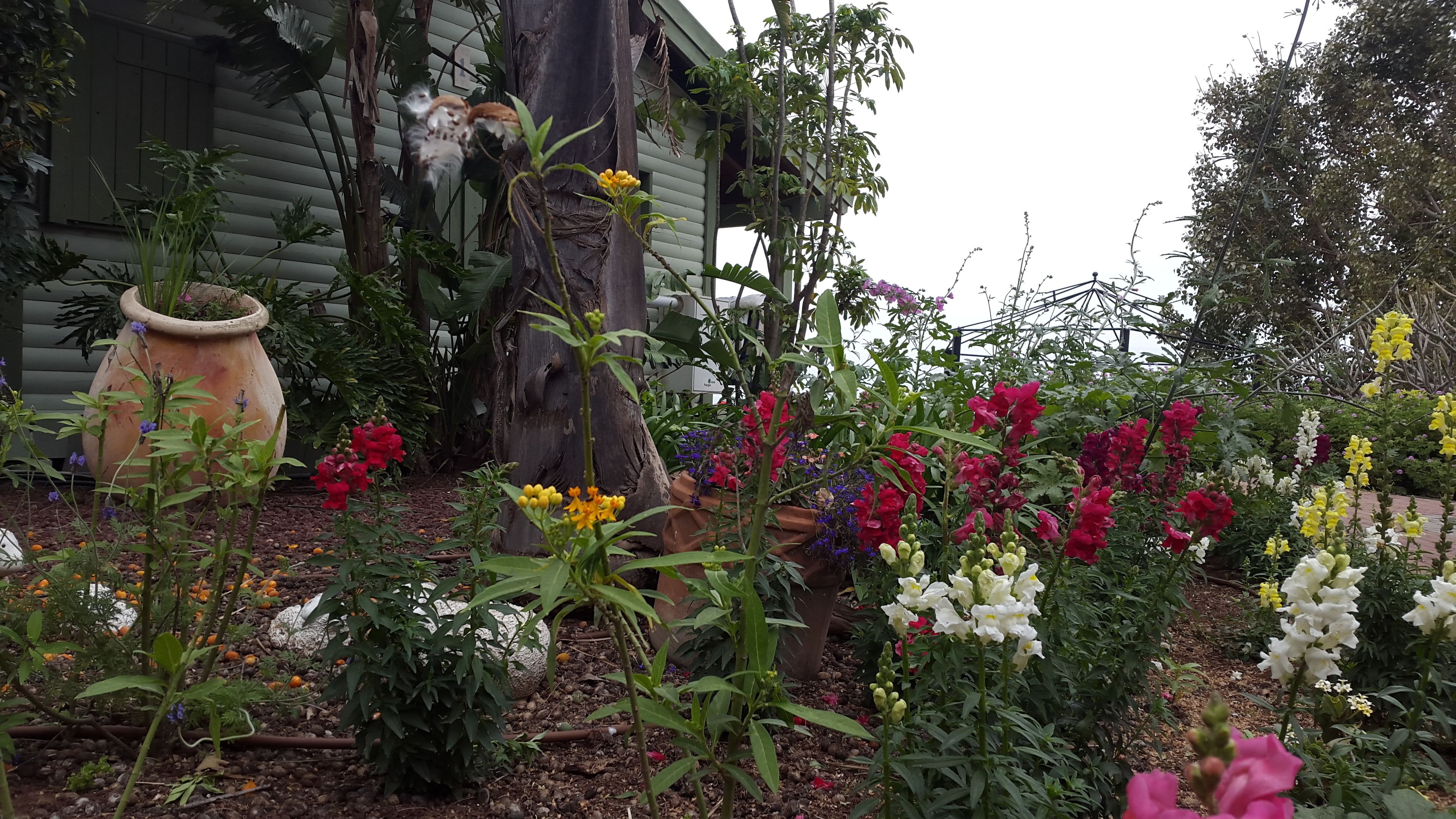 Un jardín con diversas plantas florecientes y una maceta grande.