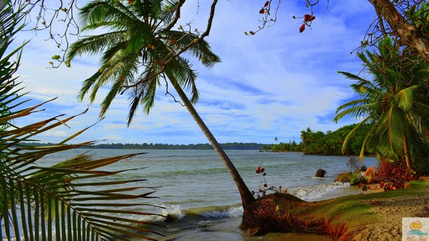 A beach with palm trees and a view of the water.
