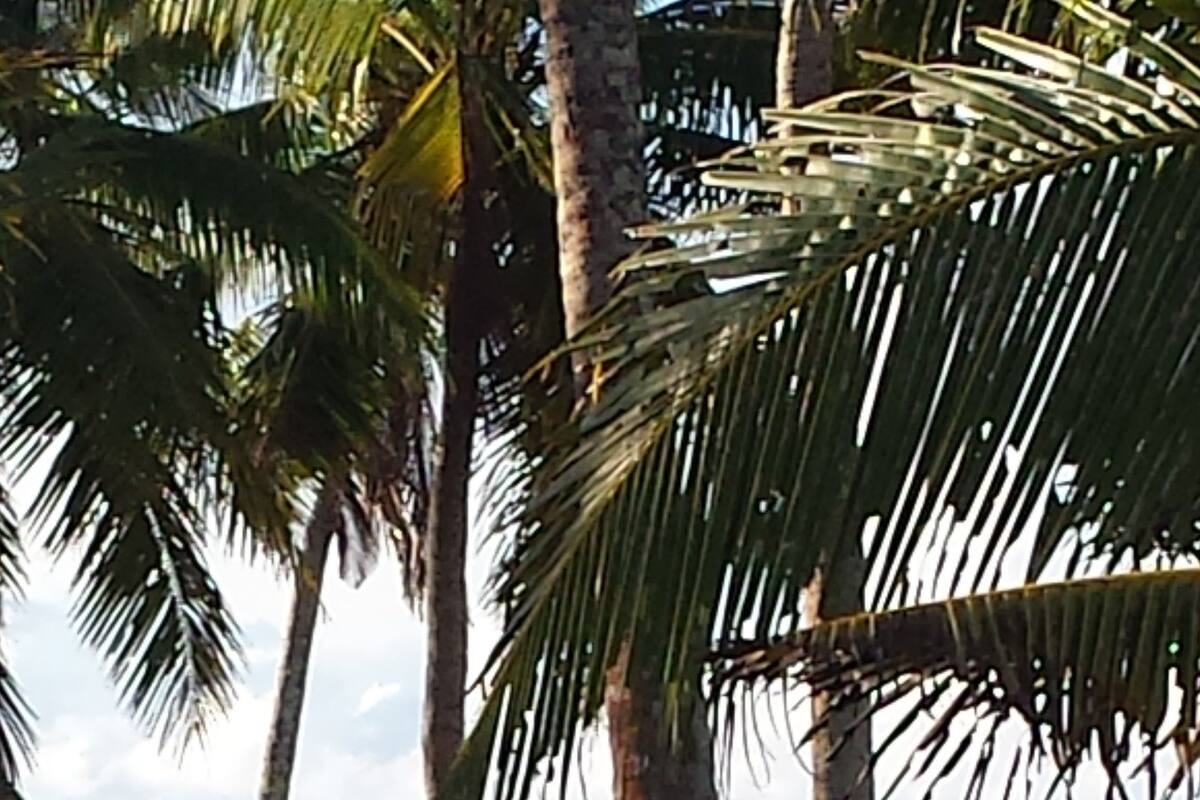 A view of a beach with palm trees and the ocean.