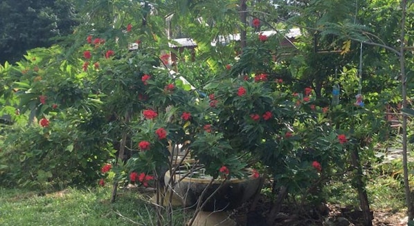 Jardín