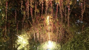 An indoor venue with a long table and chairs arranged for dining, surrounded by lush greenery and hanging plants. - Cross Resort Yerevan (Yerevan)