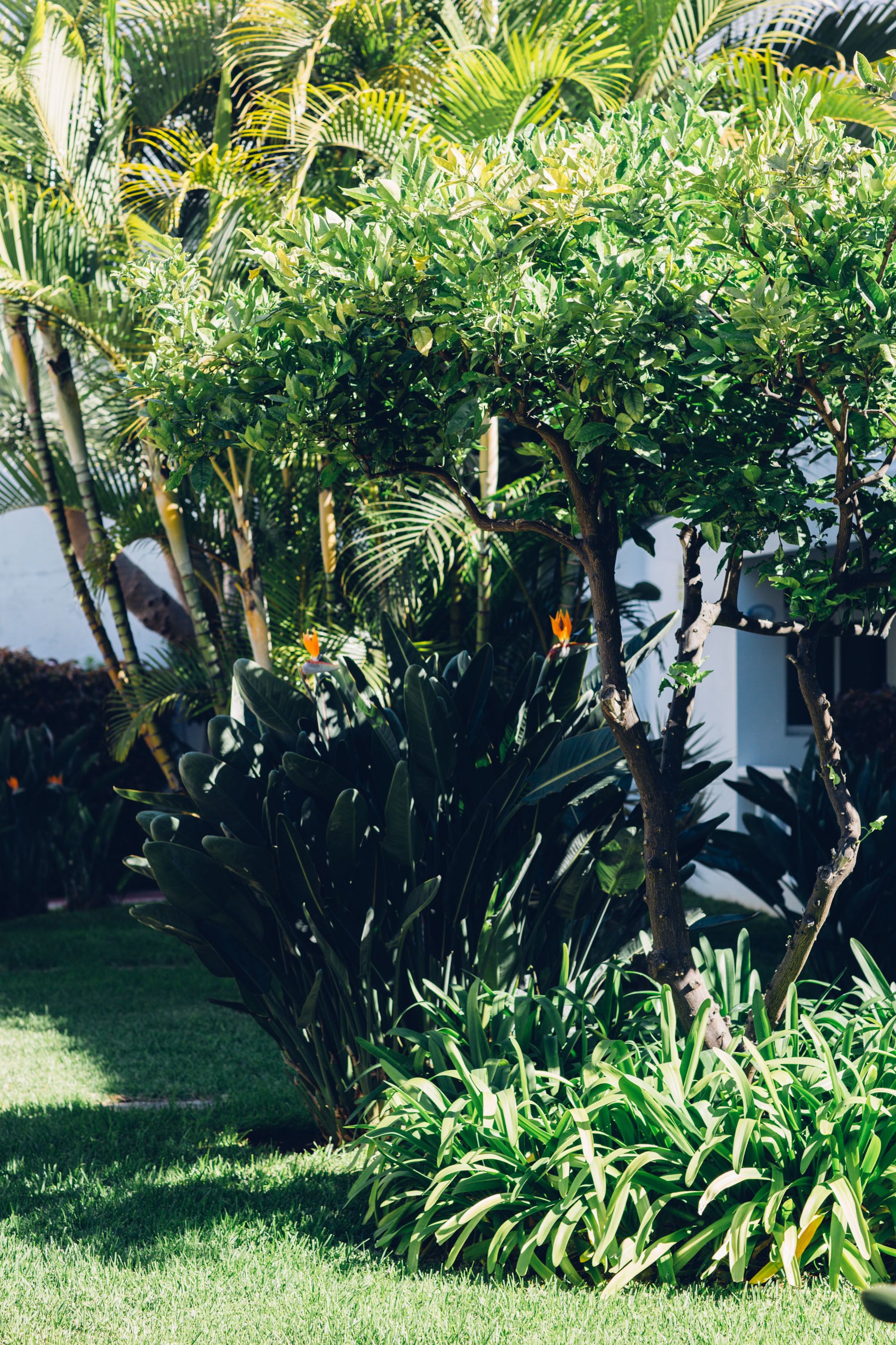 Un exuberante jardín con diversas plantas y un pequeño árbol.