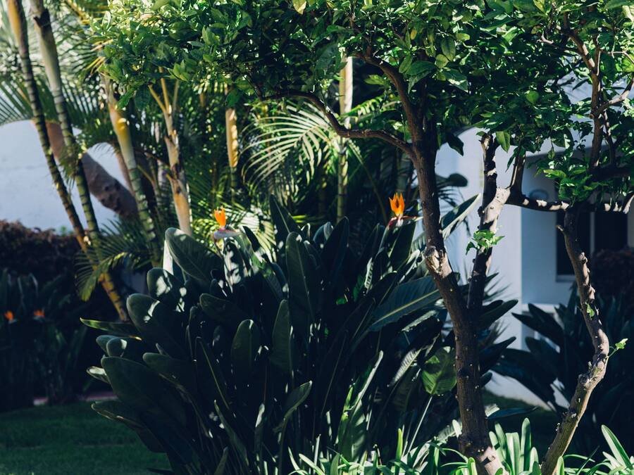 Un exuberante jardín con diversas plantas y un pequeño árbol.