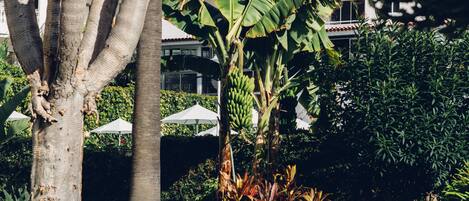 Un jardín con palmeras, un banano y flores rosadas.