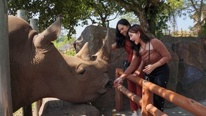 Un rinoceronte en un recinto zoológico con una barrera de madera.