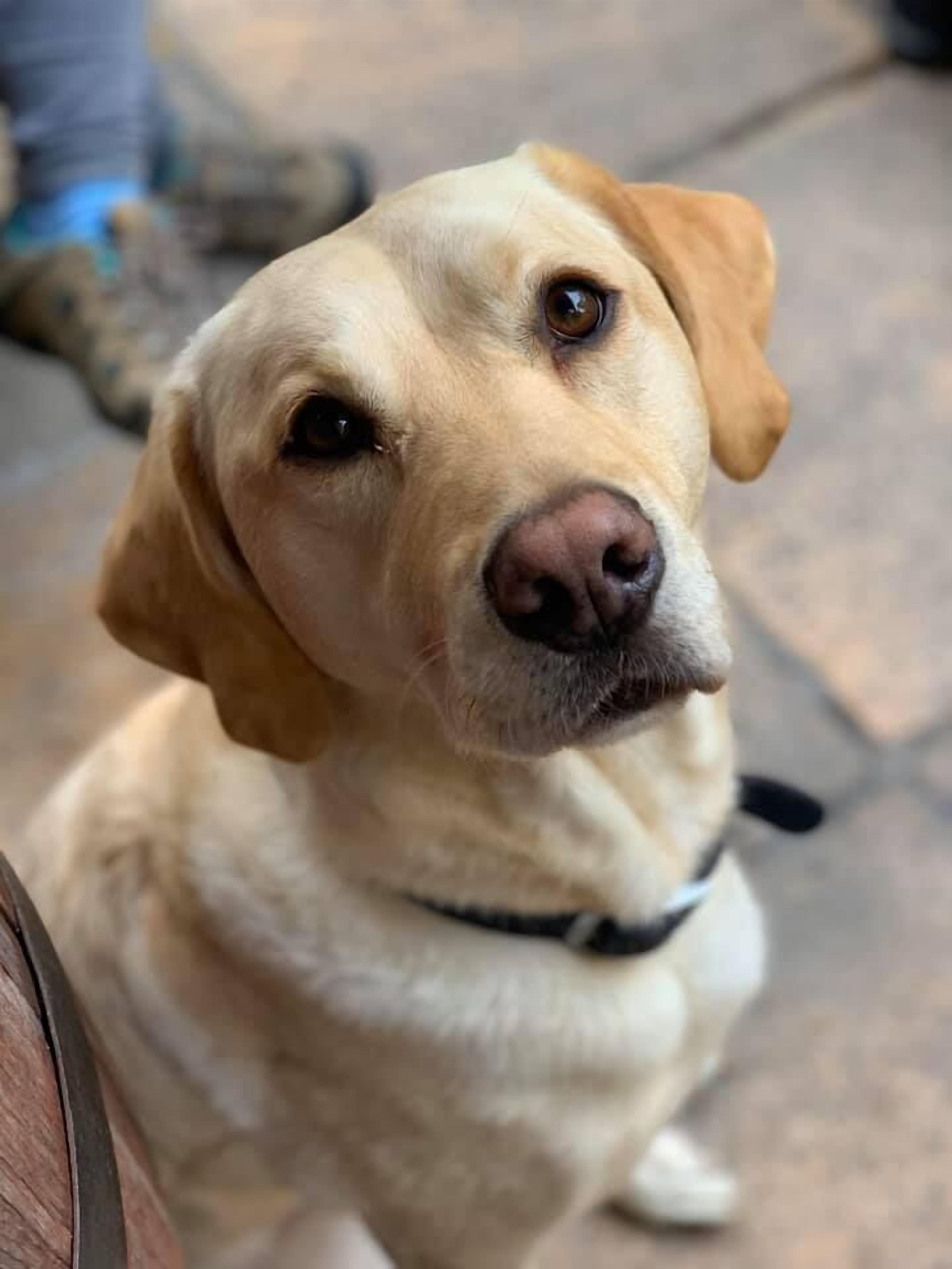 A close-up of a light-colored dog with a black collar sitting on a tiled floor.